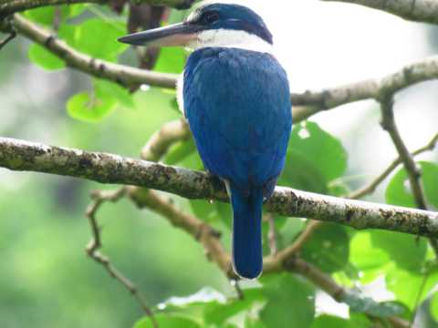树枝上的蓝色小鸟图片