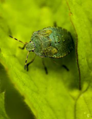 绿色甲壳昆虫图片