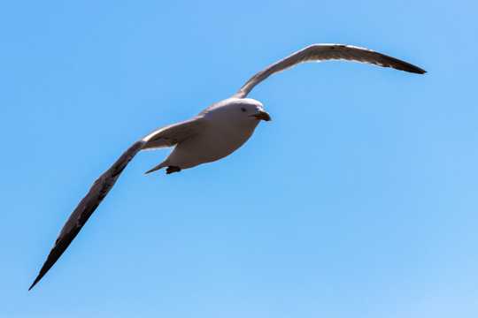 高空展翅海鸥