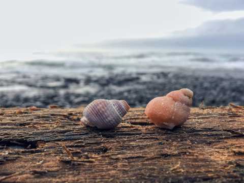 海边的两个贝壳图片