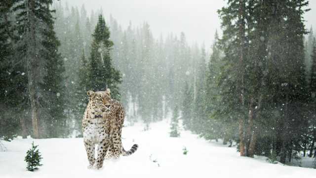 雪地里的雪豹图片