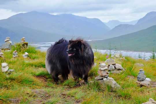 苏格兰牧羊犬图片
