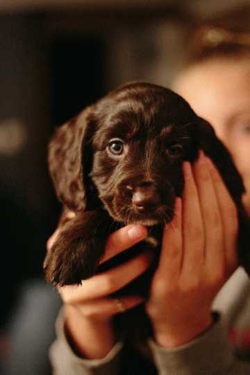乖巧黑色拉布拉多幼犬图片