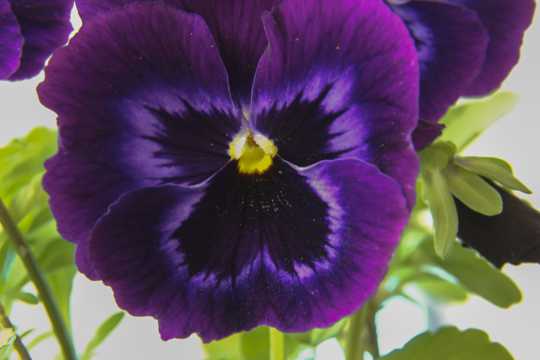紫色三色堇花草图片