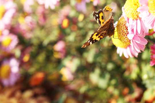 蝴蝶采花蜂的图片