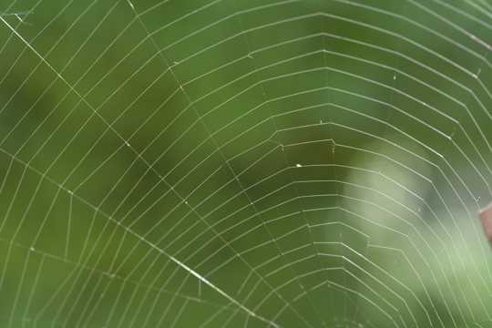 漂亮蜘蛛网图片