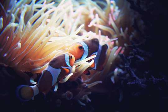 珊瑚丛小丑鱼图片
