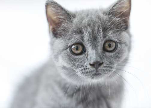 乖巧的灰色小猫图片