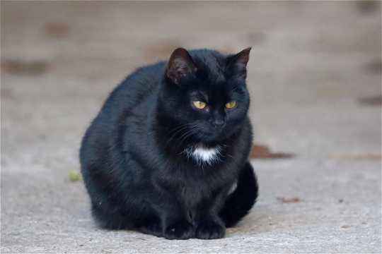 严肃黑色猫咪图片