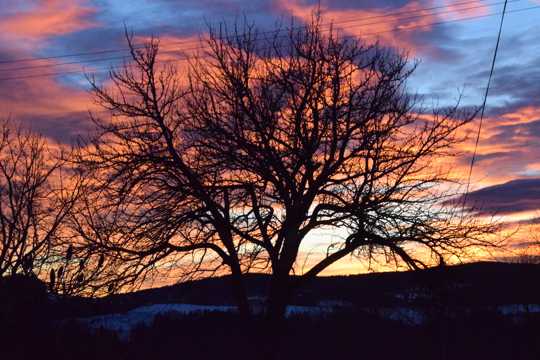 日落枯树剪影图片