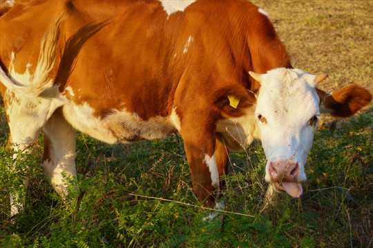 一只棕色奶牛吃草图片