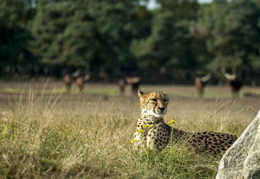非洲大草坪猎豹图片