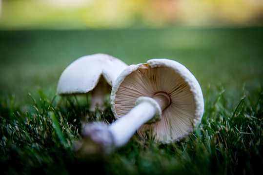 草场白色蘑菇图片