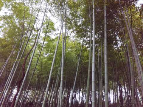 枝繁叶茂的竹林图片