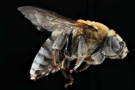 蜜蜂蜂王特写图片