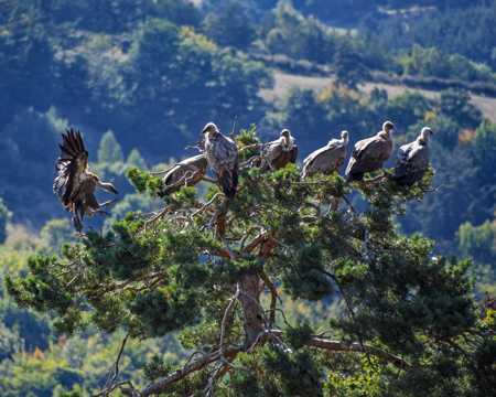 树上栖身的兀鹫群图片