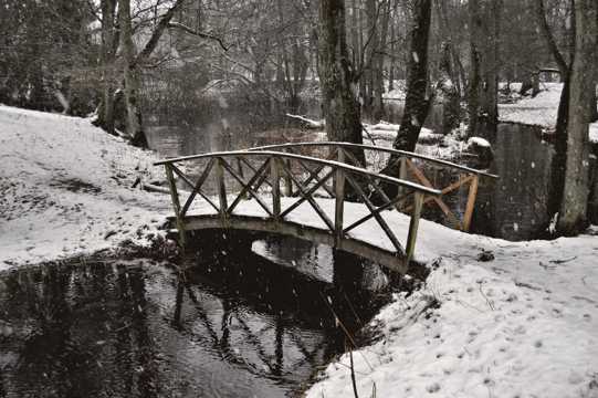 雪中丛林木桥图片