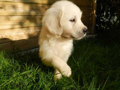 白色金毛幼犬图片