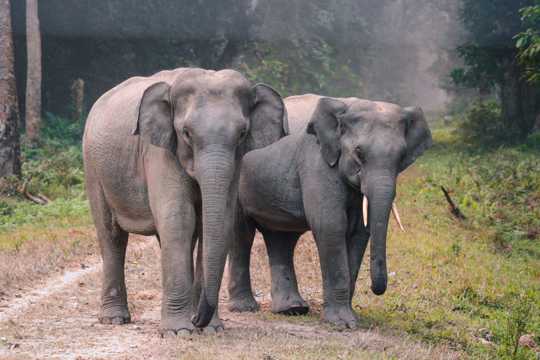 两只大象并排徒步图片