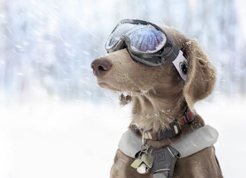 滑雪的小狗图片