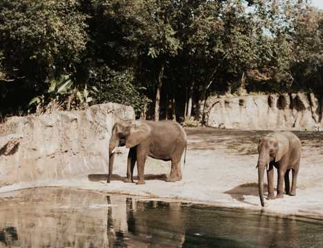 动物园大象图片