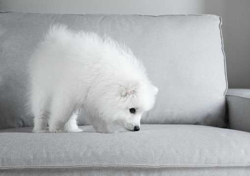 白色幼犬图片