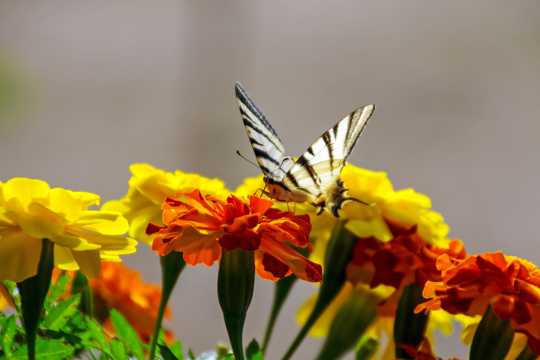 花草上漂亮蝴蝶图片