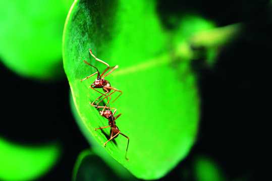 两只蚂蚁照相高清