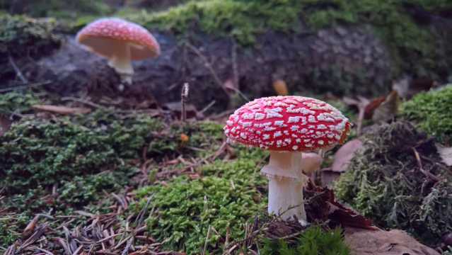 丛林自然蘑菇图片