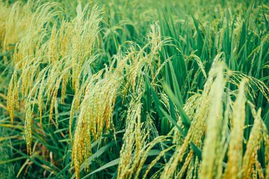 田地里的稻子图片