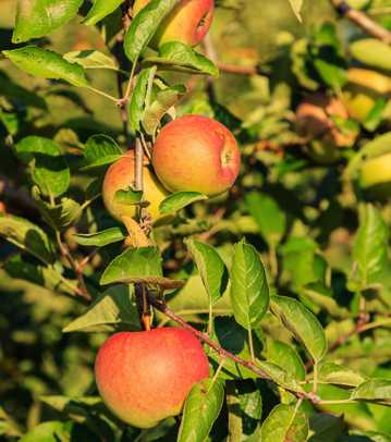 树上的新鲜苹果图片