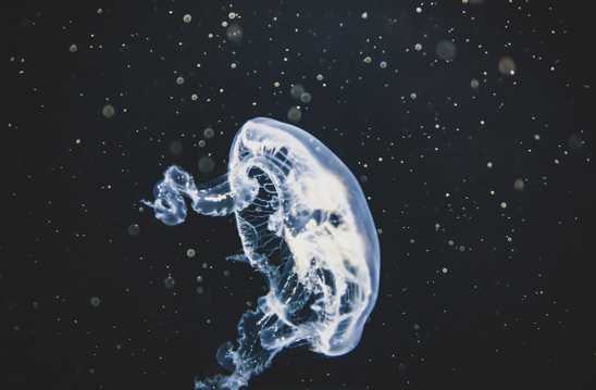 大海中的透亮水母图片