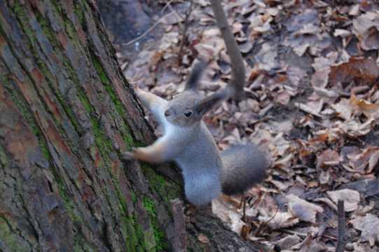 树林里的松鼠图片