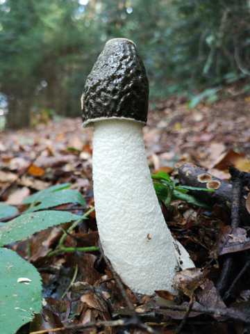 有毒野生蘑菇图片