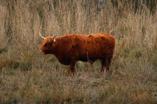 草地上的苏格兰牛图片