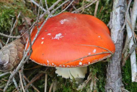 秋日丛林红蘑菇图片