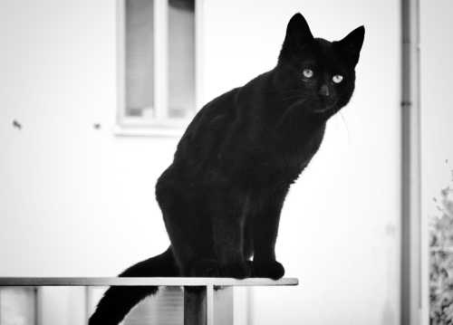 纯黑色猫咪图片