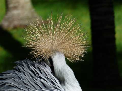 漂亮的灰冠鹤图片