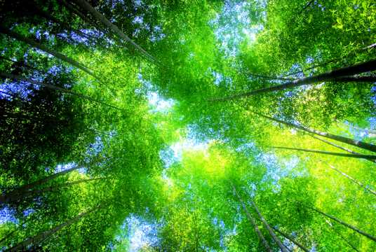 绿色竹林景象图片