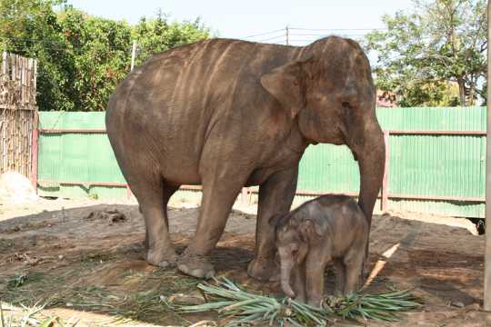 动物园大象和小象图片