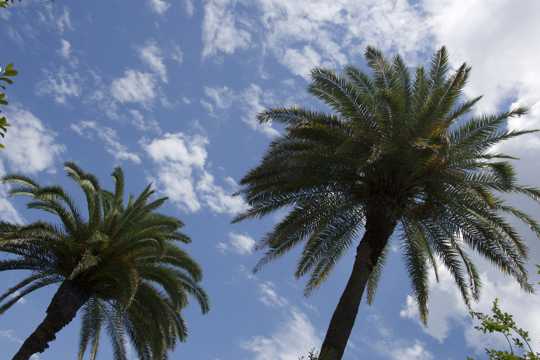 蓝天下俯看棕榈树图片