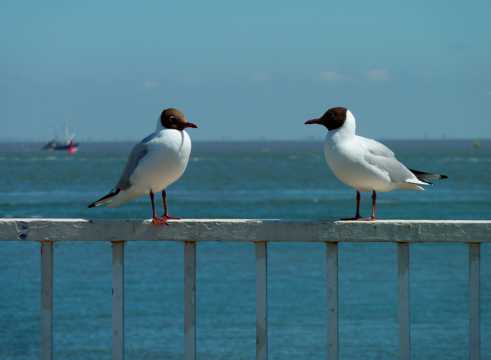 岸边的两只海鸥图片