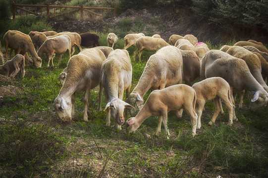 农场里正在吃草的羊群图片