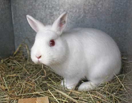 乖巧的小白兔