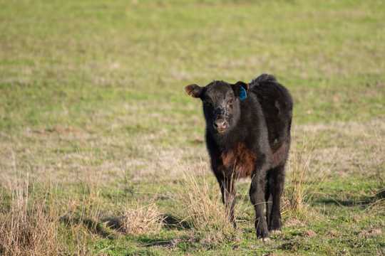 草原上的黑色小牛图片