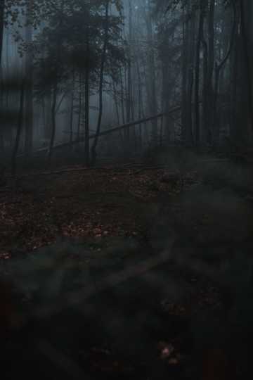 昏暗迷雾森林图片