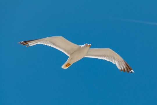 白色海鸥飞行图片