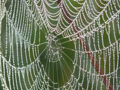 蜘蛛网上的水珠图片