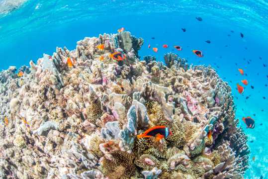 海底珊瑚鱼群高清图片