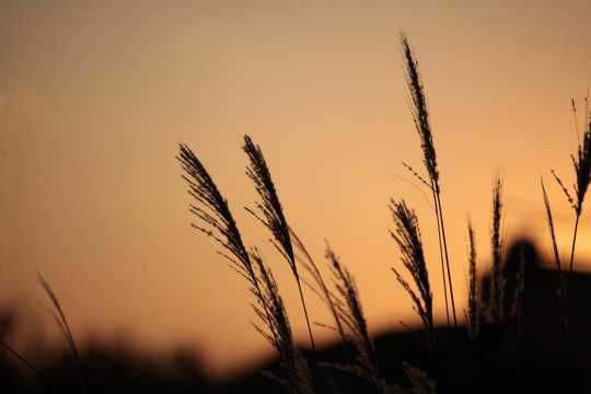夕阳芦苇植物剪影图片